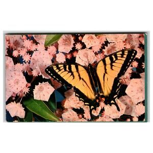 Tiger Swallowtail Butterfly Mountain Laurel Flowers Nature Postcard